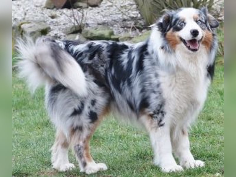 Australian Shepherd Rüde, 4 J., ASCA - Platzierungsstelle gesucht
