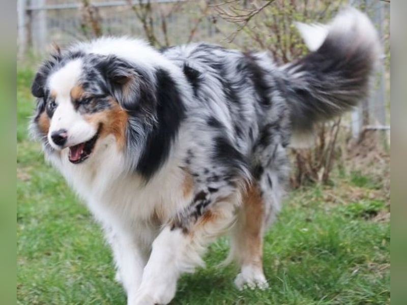 Australian Shepherd Rüde, 4 J., ASCA - Platzierungsstelle gesucht
