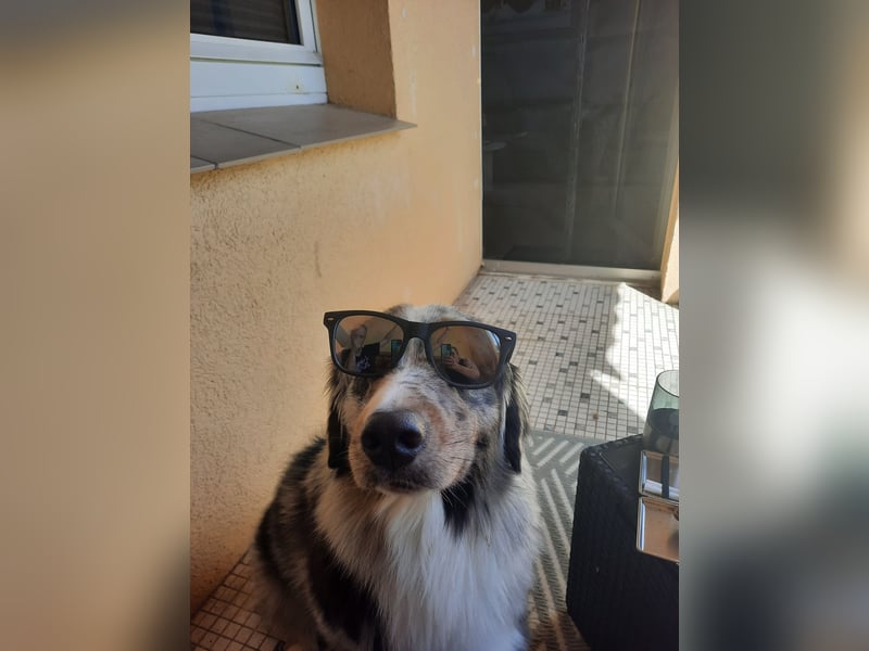 Australian Shepherd Rüde