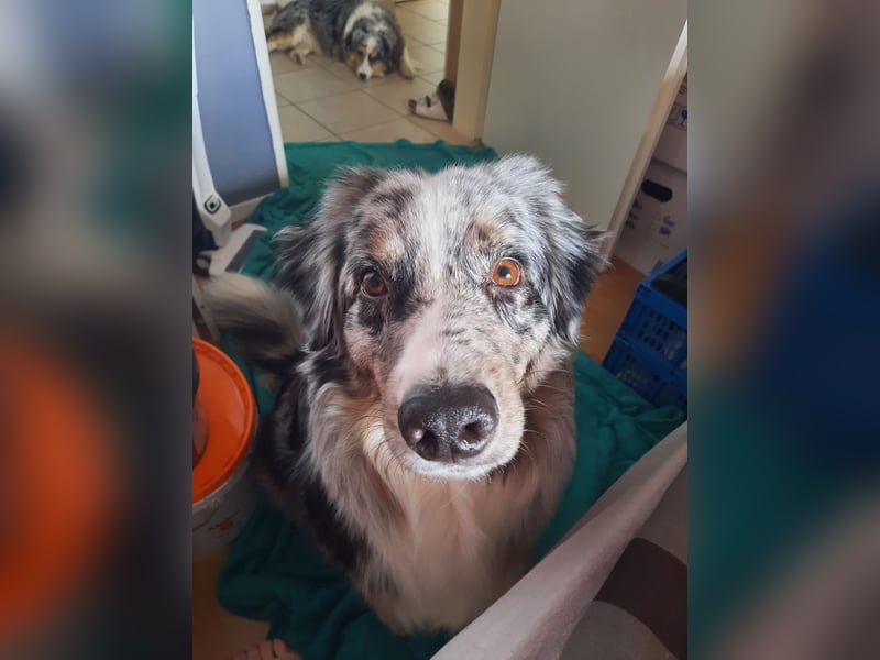 Australian Shepherd Rüde