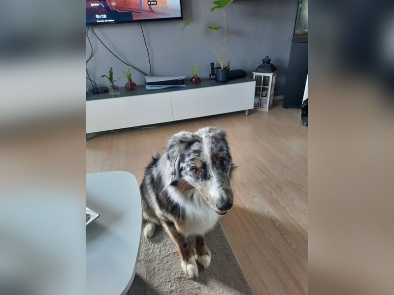 Australian Shepherd Rüde