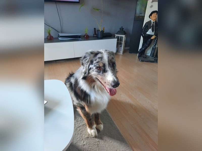 Australian Shepherd Rüde