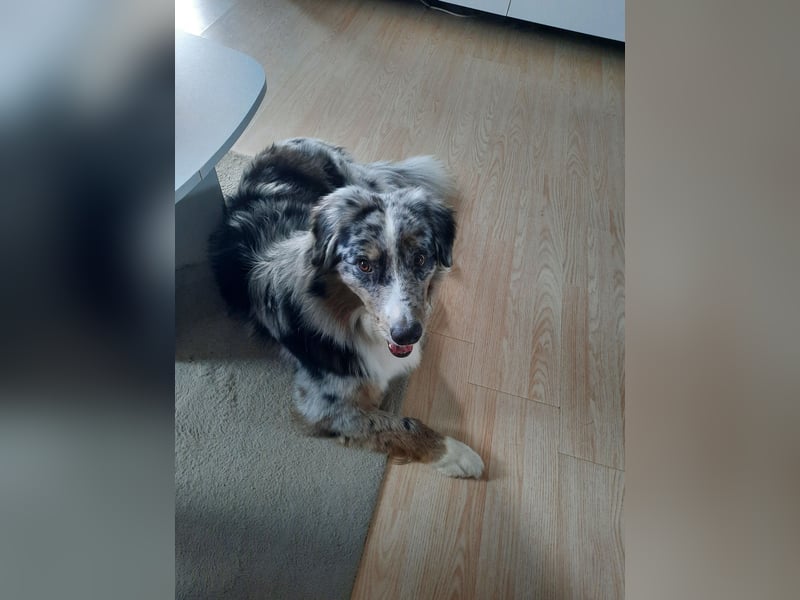 Australian Shepherd Rüde