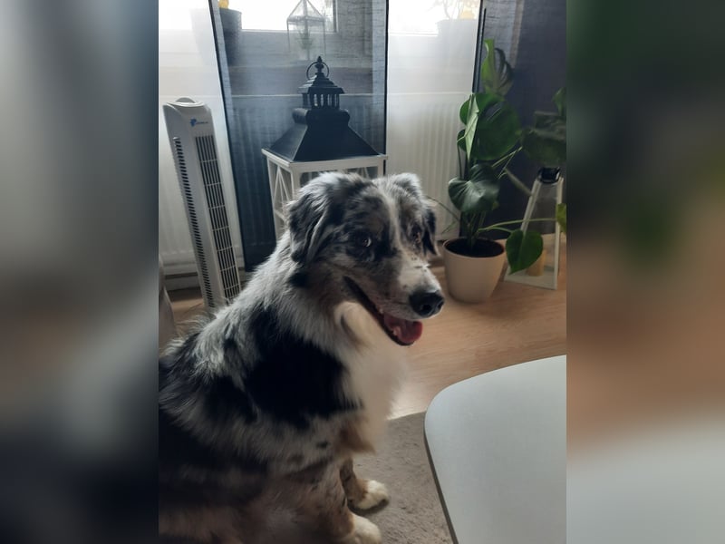 Australian Shepherd Rüde