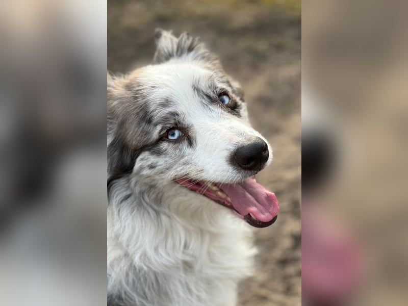 American Shepherd