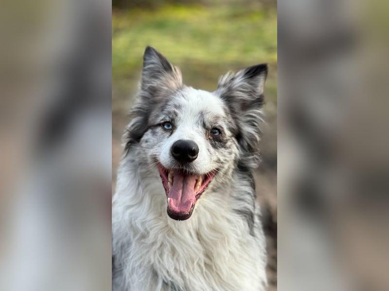 American Shepherd