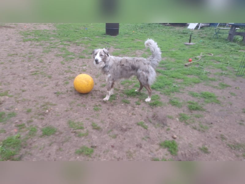 Deckrüden Border Collie  / Australian Shepherd
