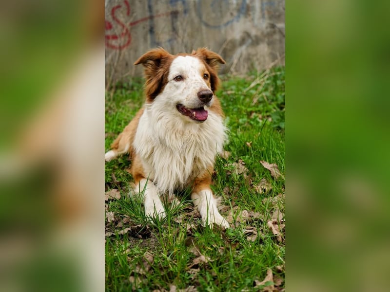 Deckrüden Border Collie u.Australian Shepherd