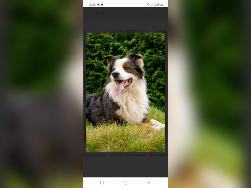 Australian Shepherd