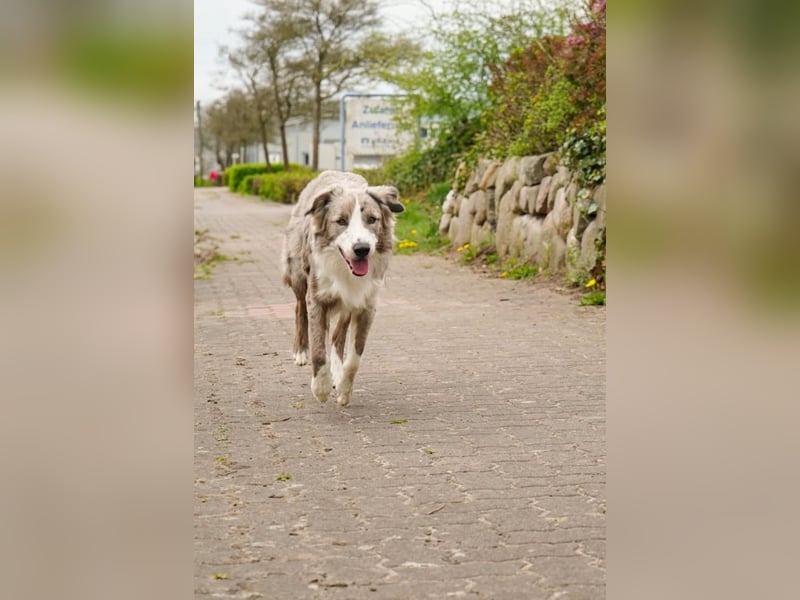 Deckrüden Border Collie u.Australian Shepherd