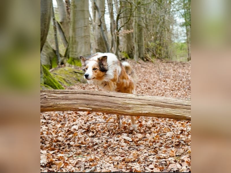 Deckrüden Border Collie u.Australian Shepherd