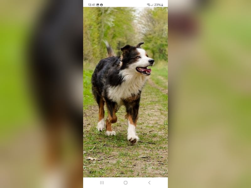 Australian Shepherd