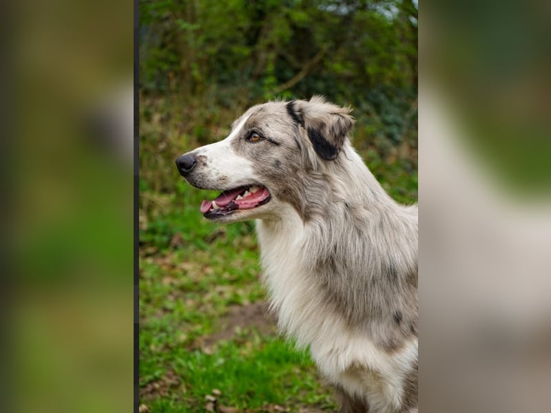 Deckrüden Border Collie u.Australian Shepherd