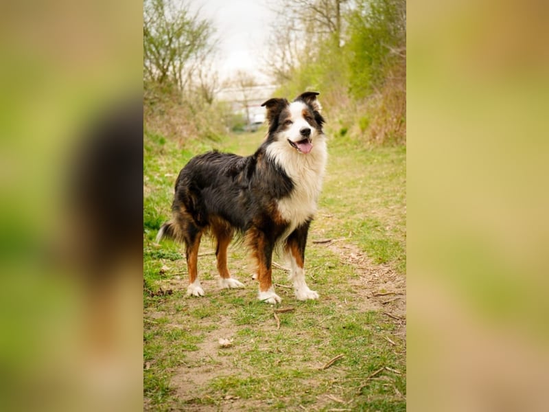 Deckrüden Border Collie u.Australian Shepherd