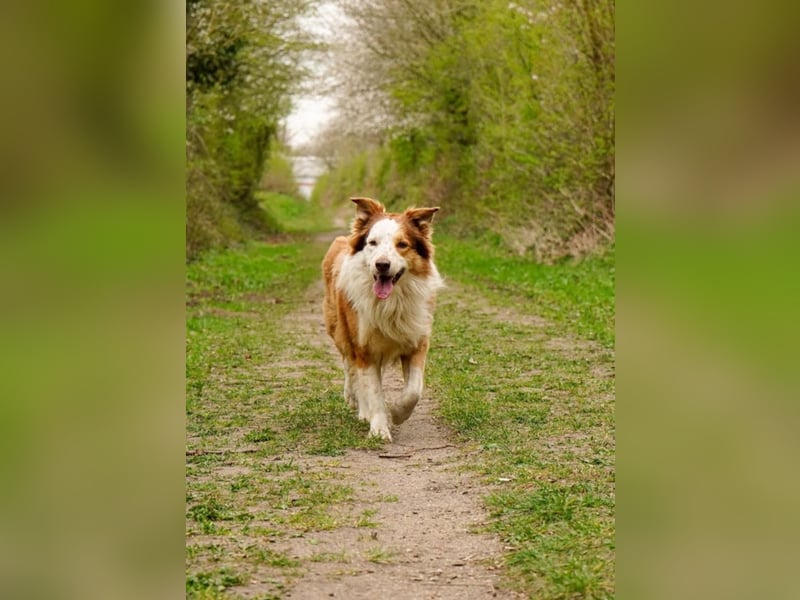 Deckrüden Border Collie u.Australian Shepherd