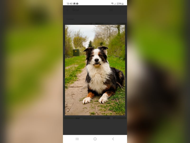 Australian Shepherd