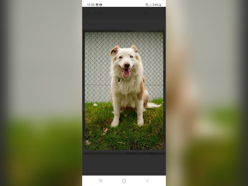 Australian Shepherd/Border Collie