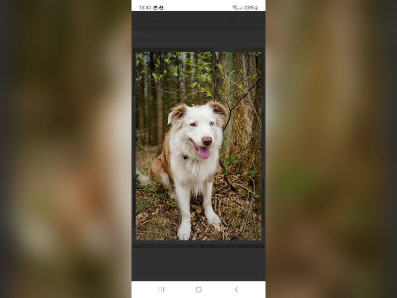 Australian Shepherd/Border Collie