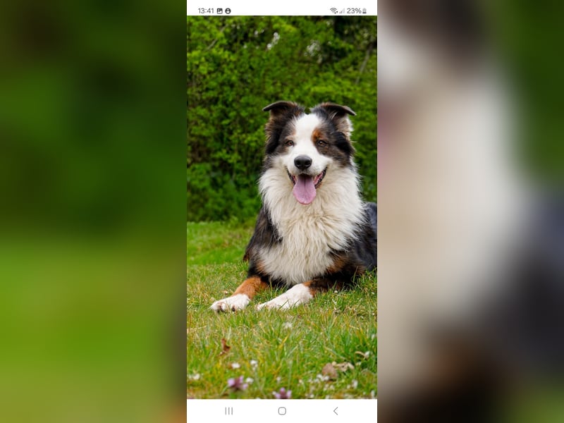 Australian Shepherd