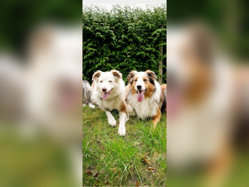 Deckrüden Border Collie u.Australian Shepherd