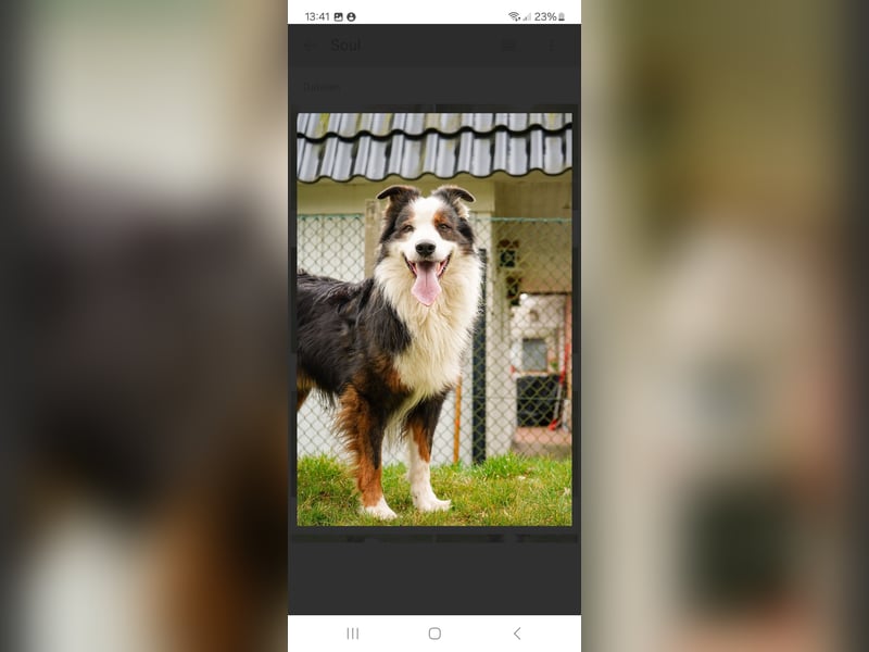 Australian Shepherd