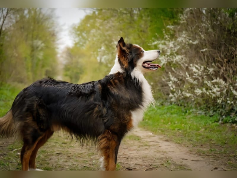 Deckrüden Border Collie u.Australian Shepherd