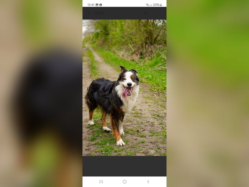 Australian Shepherd