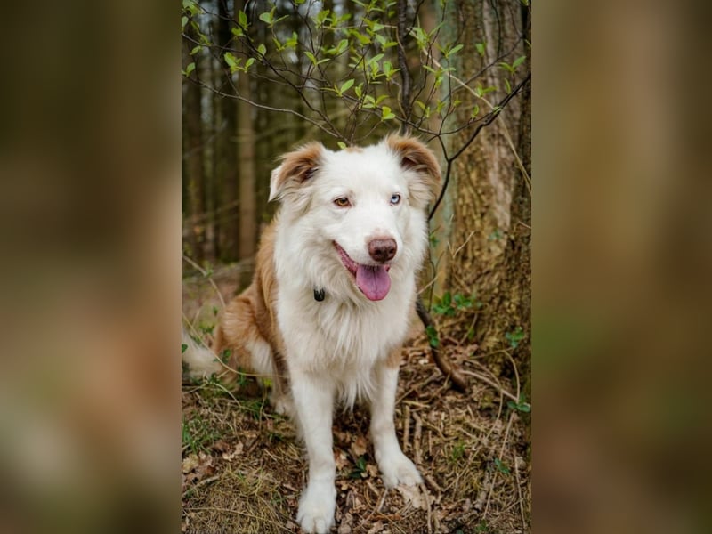 Deckrüden Border Collie u.Australian Shepherd