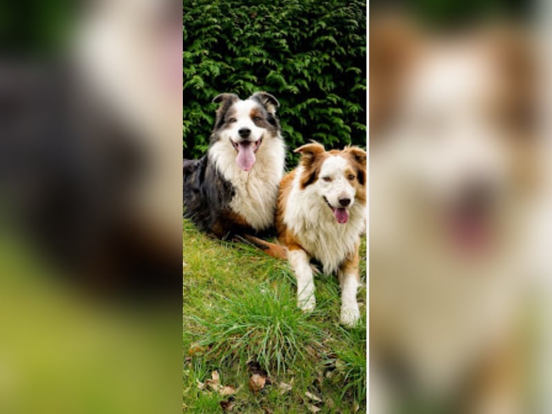 Deckrüden Border Collie u.Australian Shepherd