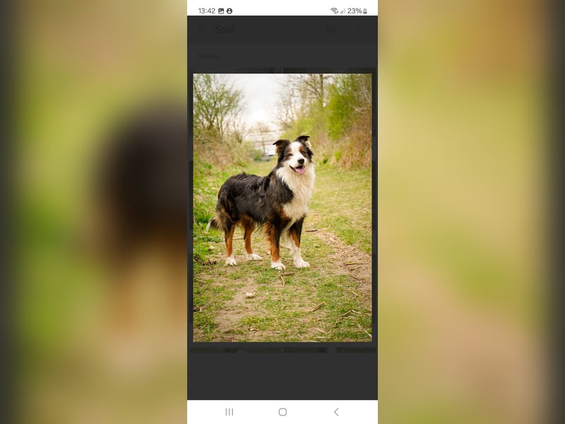 Australian Shepherd
