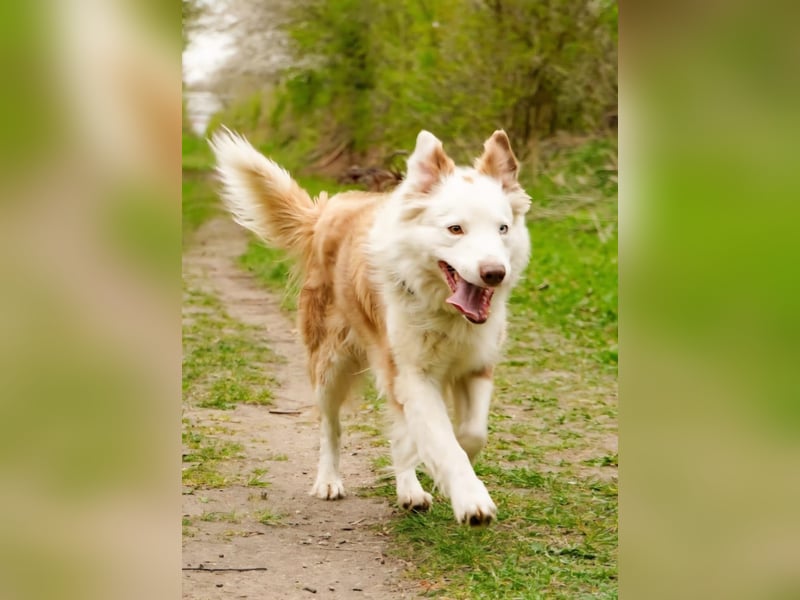 Deckrüden Border Collie u.Australian Shepherd