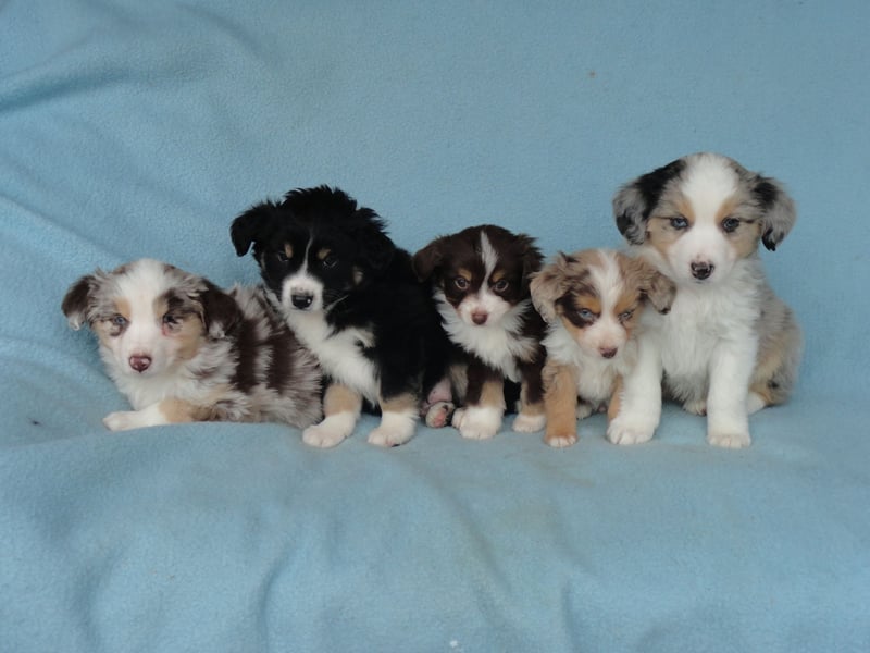 Traumhafte Mini Aussie Welpen aus seriös. Zucht!