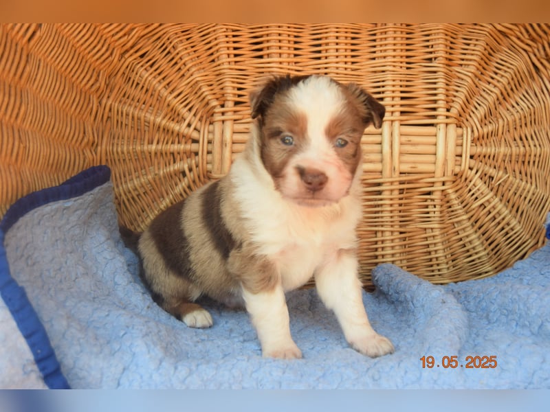 Traumhafte Mini Aussie Welpen, aus seriös. Zucht!