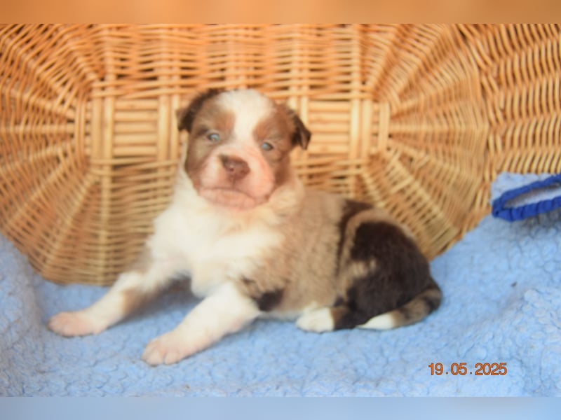 Traumhafte Mini Aussie Welpen, aus seriös. Zucht!