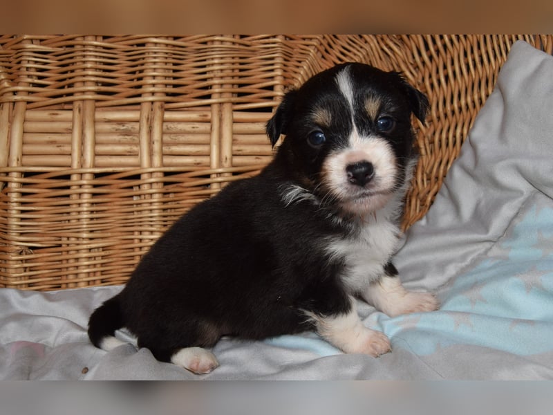Traumhafte Mini Aussie Welpen, aus seriös. Zucht!