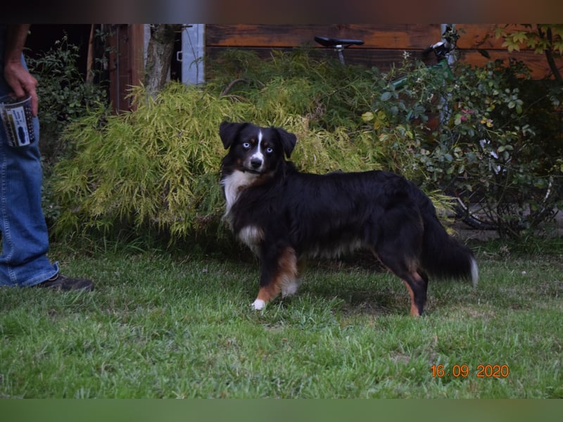 Traumhafte Mini Aussie Welpen, aus seriös. Zucht!