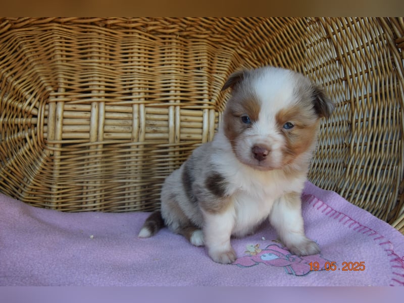Traumhafte Mini Aussie Welpen, aus seriös. Zucht!