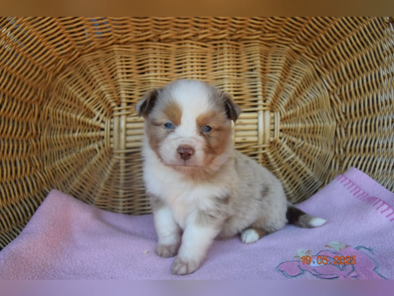 Traumhafte Mini Aussie Welpen, aus seriös. Zucht!