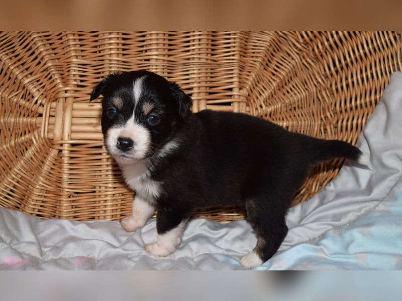 Traumhafte Mini Aussie Welpen, aus seriös. Zucht!