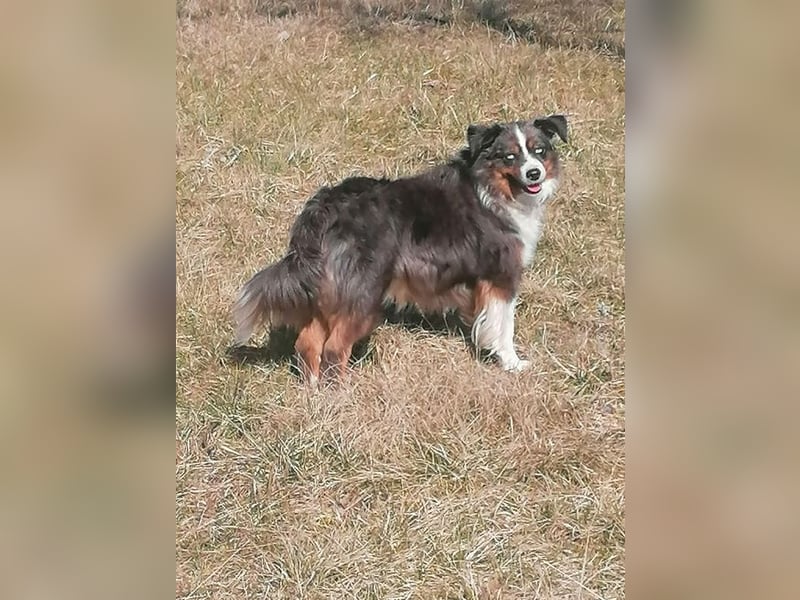 Traumhafte Mini Aussie Welpen, aus seriös. Zucht!