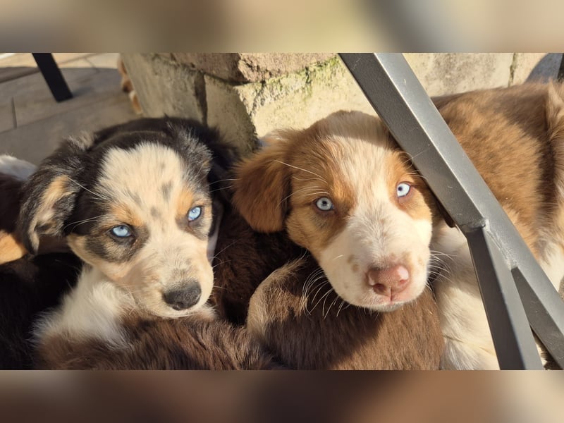 Border Collie Australien Shepherd  Welpen