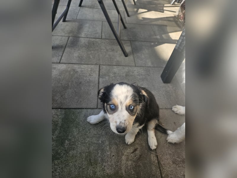 Border Collie Australien Shepherd  Welpen