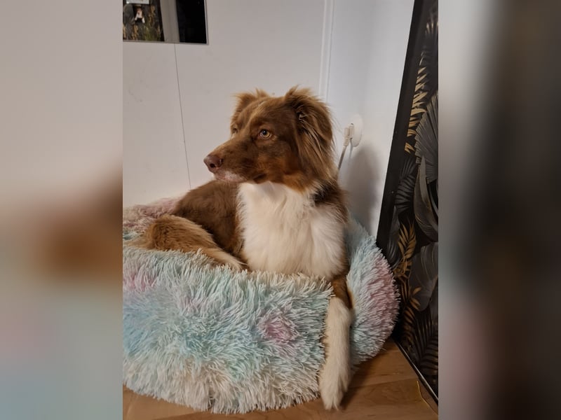 Suche Deckrüde