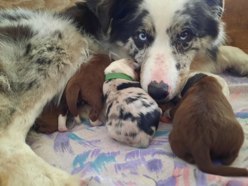 Australian Shepherd/Border Collie Welpen