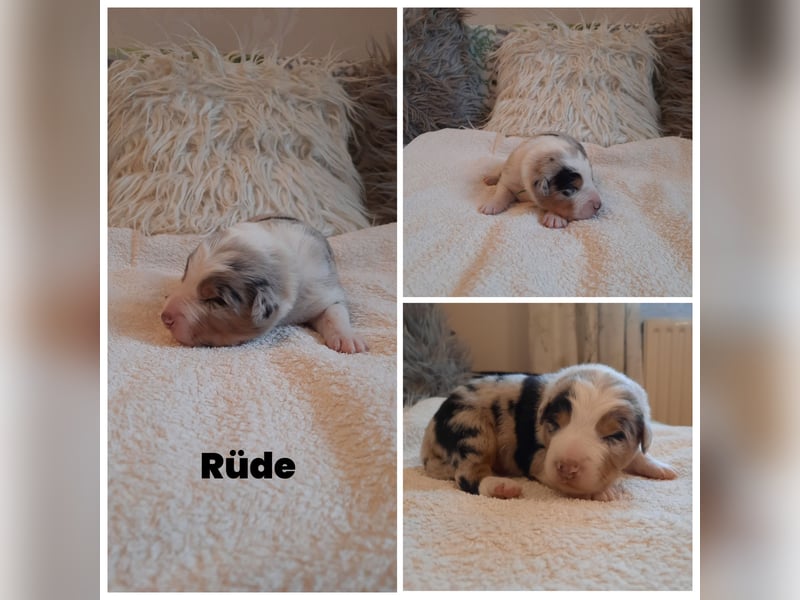 Australian Shepherd/Border Collie Welpen