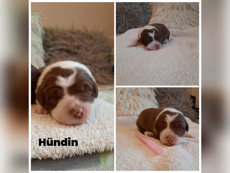 Australian Shepherd/Border Collie Welpen