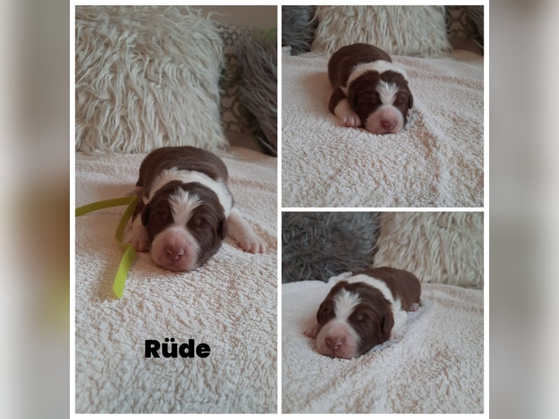 Australian Shepherd/Border Collie Welpen