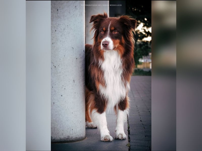 Australian Shepherd/Border Collie Welpen