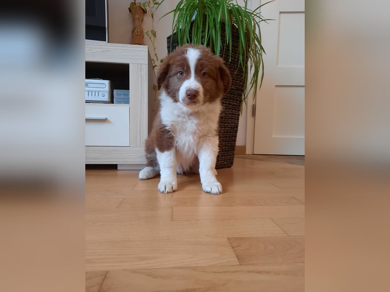 Australian Shepherd/Border Collie Welpen