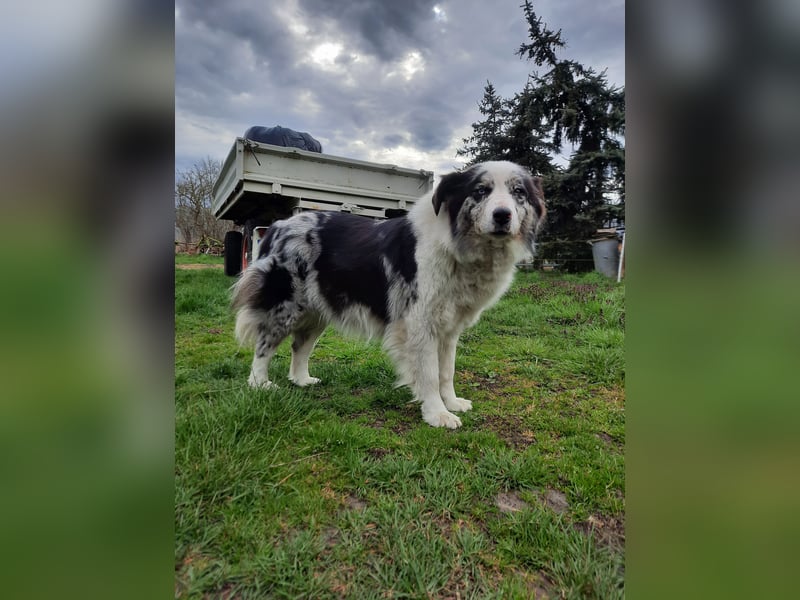 Australian Shepherd/Border Collie Welpen